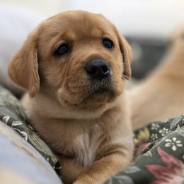 Orange - Yellow female Labrador Retriever puppy in Vacaville, California from Eternity Labradors