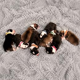 Pembroke Welsh Corgi puppies from Lee Farm