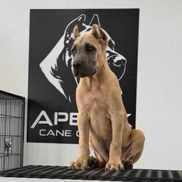 Male 1 - Gray and fawn male Cane Corso puppy in Cashion, Oklahoma from APEXOK Cane Corsos