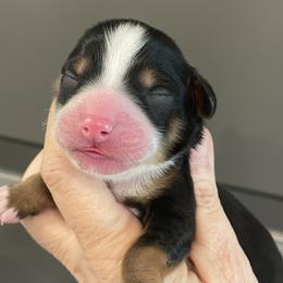 Yellow - Tri-color female Bernedoodle puppy in Medina, Ohio from Farmer Doodles