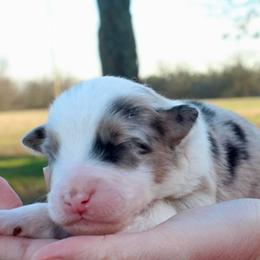 Tuxedo Sam - Blue merle male Australian Shepherd puppy in Star City, Arkansas from Circle P Farm Australian Shepherds