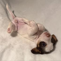 Prancer AKC - Piebald female Dachshund puppy in Erie, Michigan from Champagne’s Grinch Toe’d Dachshunds