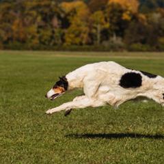 Borzois from Agust Borzoi