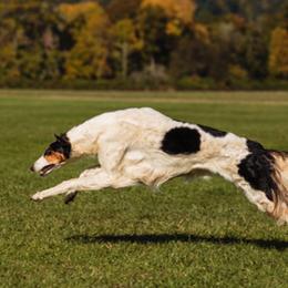 Borzois from Agust Borzoi