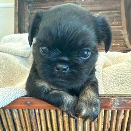 Baxter - Black and tan male Brussels Griffon puppy in Brooks, Georgia from Brooks Berner Bears & Brussels Griffons