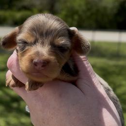 Luna (Chocolate Dapple) - Dapple female Dachshund puppy in Homestead, Florida from Florida Mini Dachshunds
