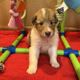 Lisa - Sable merle and white female Collie puppy in Carencro, Louisiana from Cajun Bayou's Collies LLC
