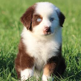 Red Tri Male 1 - Red tri-color male Australian Shepherd puppy in Northport, Alabama from Sipsey River Australian Shepherds