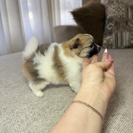 Sami - Orange parti female Pomeranian puppy in Phoenix, Arizona from Luxpomz