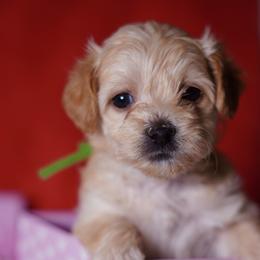Green Collar Girl - Sable female Yorkipoo puppy in Las Vegas, Nevada from Plush Toy Poodle Puppies & Pals
