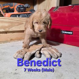 Benedict - Red male Labradoodle puppy in Genoa City, Wisconsin from Sakura Pups