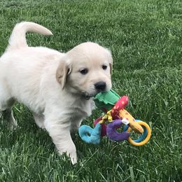 Georgie - Blue - Light golden Golden Retriever puppy in Webster City, Iowa from Whispering Pines Precious Puppies