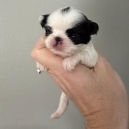 Girl 1 - Black and white female Japanese Chin puppy in Little Rock, Arkansas from Montra Japanese Chin & Cavalier King Charles Spaniels