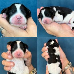Vance - Black and white male Cockapoo puppy in Yuciapa, California from AlltheDoodlez_