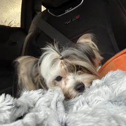 Savanna - Black tan and white female Biewer Terrier puppy in Lebanon, Oregon from SD99Biewers