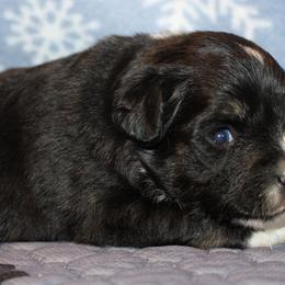 Hansel - Black tri male Toy Australian Shepherd puppy in Humansville, Missouri from Tater Tot aussies