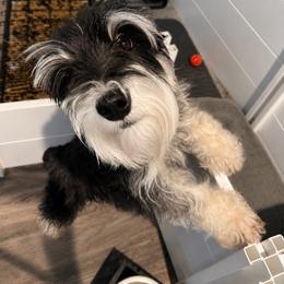 Sophie - Miniature Schnauzer