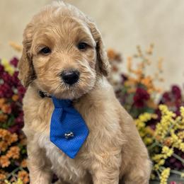 Bravo - Apricot male Goldendoodle puppy in Prosperity, Pennsylvania from Stelladoodles & Company