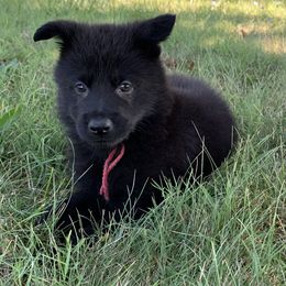 Red Collar - Black male German Shepherd puppy in Upland, Indiana from Pinegrove German Shepherds