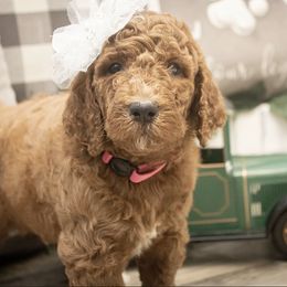 Goldendoodle Puppies from Best Doodles