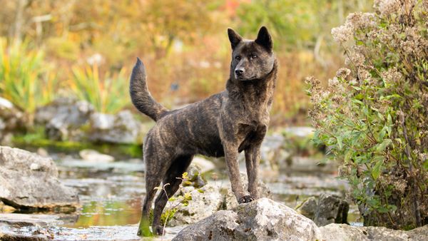 Find Kai Ken puppies for sale