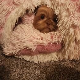 Shih Tzu Puppies from Shih Tzu Kennels
