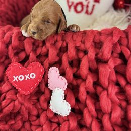 Goldendoodle Puppies from Maryland Designer Doodles