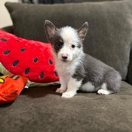 Abby - Gray and white female American Corgi puppy in Decatur, Texas from Bar S Corgis