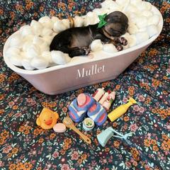 Mullet - male American Hairless Terrier puppy in Marietta, Georgia from Black Tie Danes and Sleek Society AHT