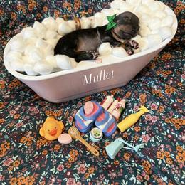 Mullet - male American Hairless Terrier puppy in Marietta, Georgia from Black Tie Danes and Sleek Society AHT
