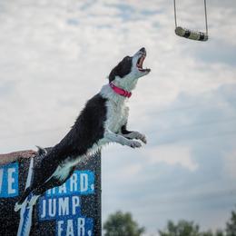 Vi - Border Collie