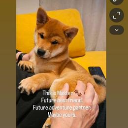 Master - Red male Shiba Inu puppy in Brooklyn, New York from KurguzkinShiba