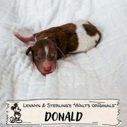 Donald - Merle male Goldendoodle puppy in Soddy Daisy, Tennessee from The W Doods