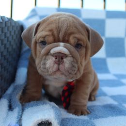 Boxer, Bulldog, and French Bulldog Puppies from Hillview Kennels