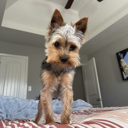 Yorkshire Terrier All Grown Up from Southern House Of Yorkies