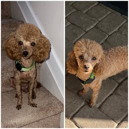 Finley - Poodle