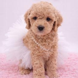 Pink - Apricot female Goldendoodle puppy in Byron, Georgia from Southern Olive Doodles 🫒