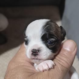 Dolly - Chocolate and white female Chihuahua puppy in Gray, Louisiana from Chi Chi's Place LLC