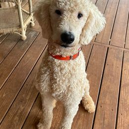 Poodles from Amazing Grace Poodles