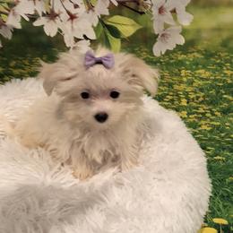 Teacup Ashlyn - White female Maltese puppy in North Myrtle Beach, South Carolina from Perfect Puppies