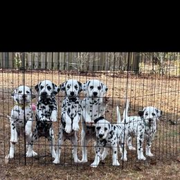 Dalmatian Puppies from Green Acre Dalmatians