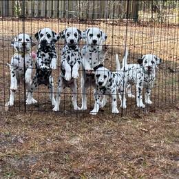 Dalmatian Puppies from Green Acre Dalmatians