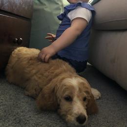 Goldendoodle All Grown Up from Blushing Doodles