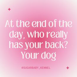 Miniature Schnauzer Puppies from Sugarbaby Kennel