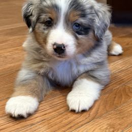 Starry-Boy - Blue merle male Miniature Australian Shepherd puppy in Quincy, Illinois from SK Aussie’s