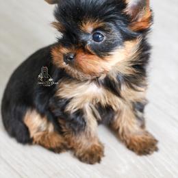 Yorkshire Terrier Puppies from Essence of Grace Yorkies