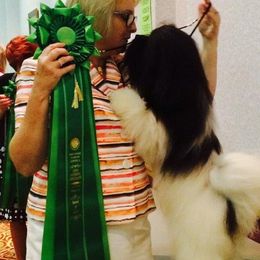Havanese from Cahawba Havanese
