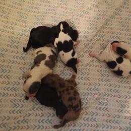 Girl 1 - Merle female Cavapoo puppy in East Providence, Rhode Island from Marta's Cavaliers