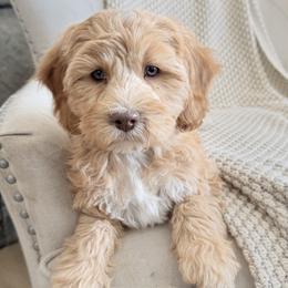 Elle--Yellow - Apricot female Cavapoo puppy in Twin Falls, Idaho from Magic Valley Family Doodles