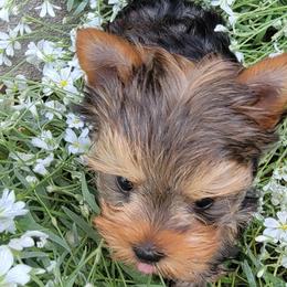 Yorkshire Terriers from Elisabeth Lundberg